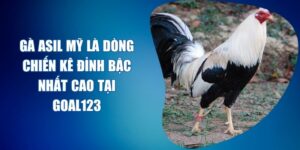 gà Asil Mỹ