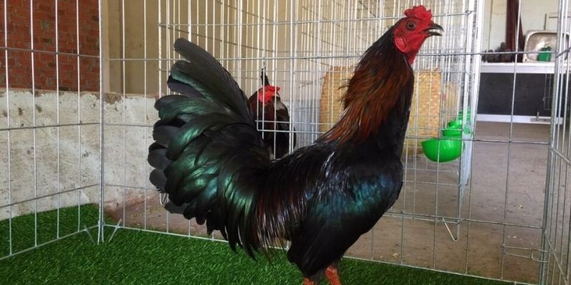 Quy trình huấn luyện Asil Mỹ bài bản