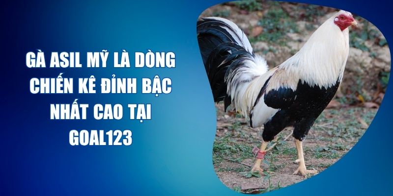 gà Asil Mỹ