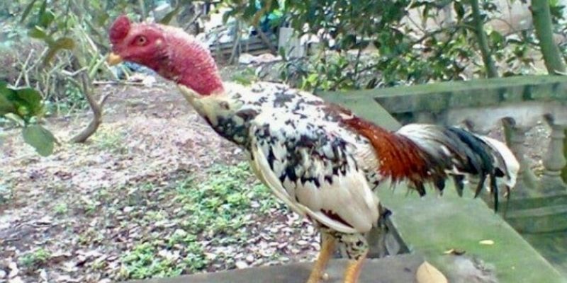 Giới thiệu về giống gà chọi Ngũ sắc hiếm có