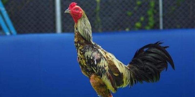 Màu xám tượng trưng cho mệnh Mộc