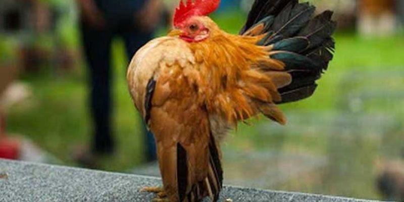 Màu lông và những loại chọi Mã Lai 